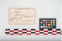 Etikett zu Bronzeklapperblechanhänger (NHMW-PRAE-025933)